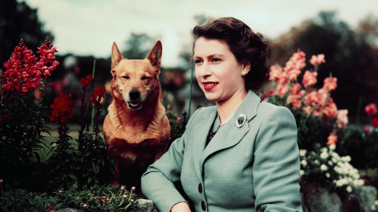 The Queen at Balmoral Castle with one of her Corgis in 1952.