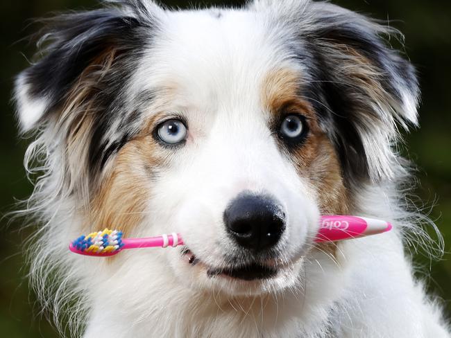 Dog owners are urged to brush their dogs teeth more regularly to fight dental disease. Border collie Gypsy at home in Cronulla with her toothbrush. Picture: Jonathan Ng