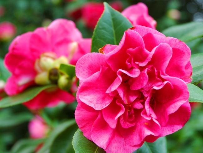 With large and boldly beautiful pink petals, the japonica camellia 'Marie Bracey' is sure to make an impression in any garden. Picture: Fawcett Media Weekly Time Gardening