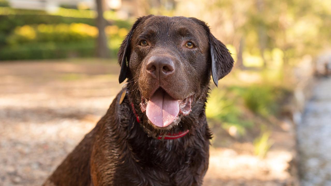 Instagram famous dogs: Labrador Beren to meet fans at Sydney Dog Lovers ...