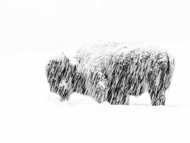 Snow Exposure, which shows in a bison in Yellowstone Park, is the winner of the Black and White category. Picture: Max Waugh