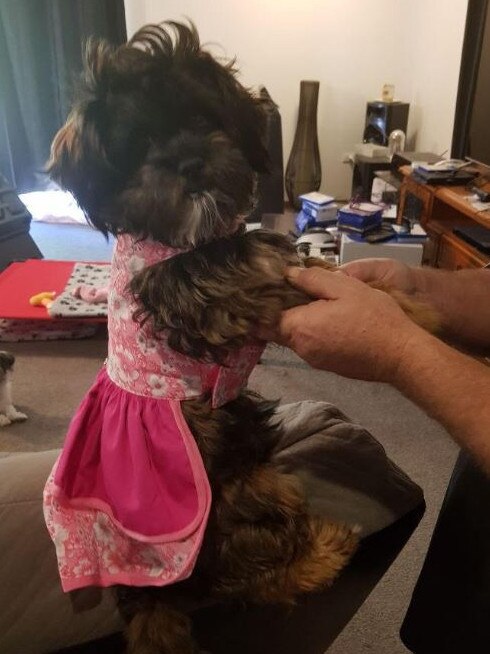 Coco the Maltese shih Tzu which owner Chrissy Riley said would give a free puppy to Mr Watts when she has her next litter.