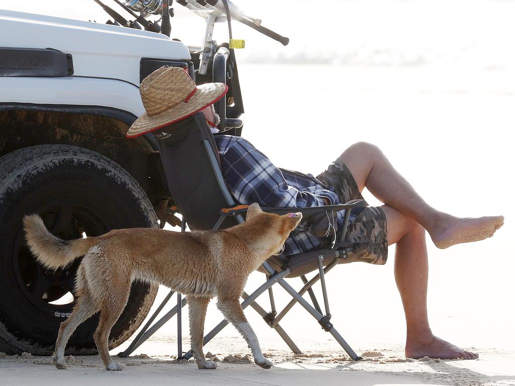 Dingos at Orchid Beach, K’gari. Picture: Liam Kidston