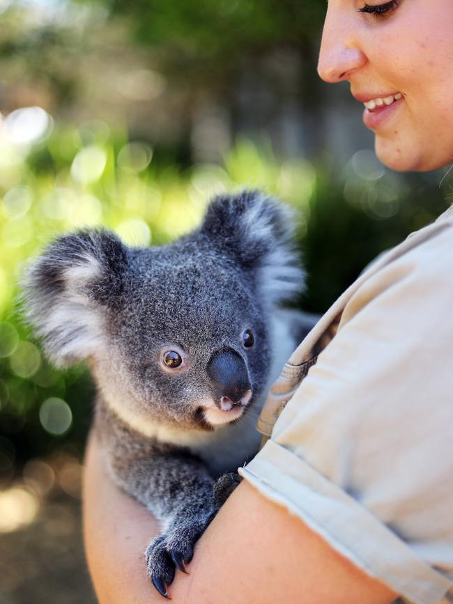 Zookeeper Caroline Elyse with Kevin the Koala. Picture: Tim Hunter