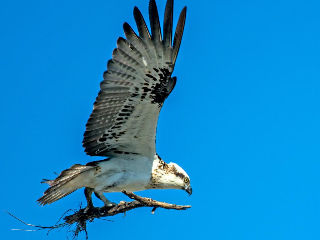 Ospreys nesting on the Central coast | Daily Telegraph