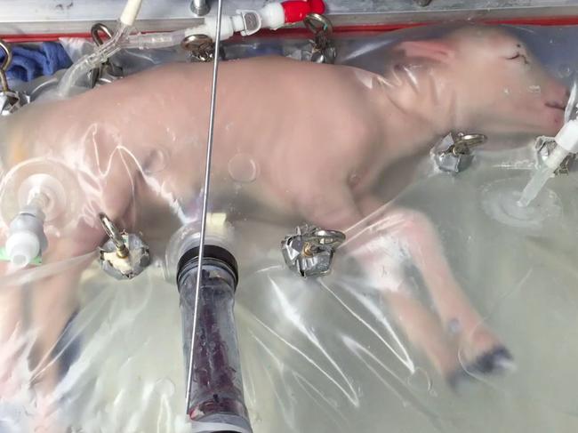 Lamb in an artificiall womb. Source: Nature Communications