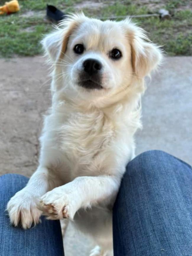 Sir Benjamin Button. Charleville's cutest dog 2024. Photo: Lauren Johnson.