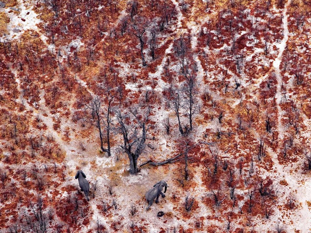 An aerial view of two elephants at the Moremi Game Reserve in Botswana. Picture: Michael Poliza/Caters News