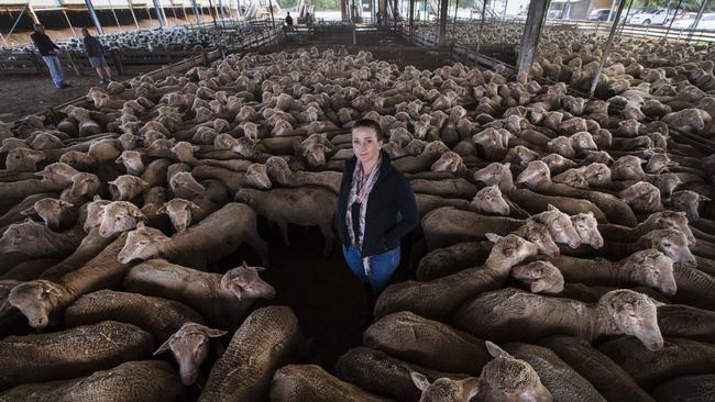 Emanuel Exports’ Holly Ludeman at the Mundijong feedlot on the outskirts of Perth. Picture: Ross Swanborough