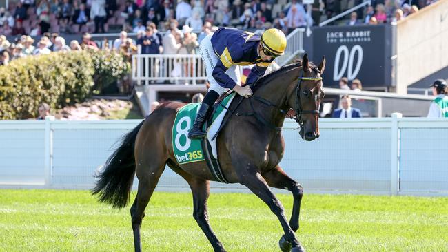 Emissary (GB) ridden by Blake Shinn heads to the barrier before the bet365 Geelong Cup at Geelong Racecourse on October 19, 2022 in Geelong, Australia. (Photo by George Sal/Racing Photos via Getty Images)