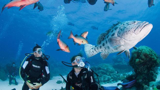 Visiting the Great Barrier Reef was a huge drawcard for international tourists to Australia. Picture: supplied