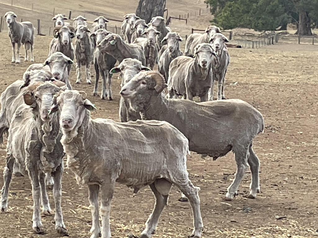 If dry conditions continue, it will impact livestock in the state's South West. Picture: Supplied