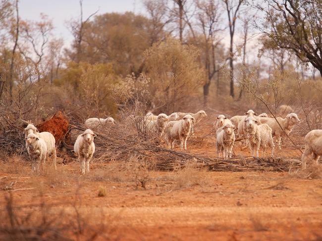 Sheep on a drought-ravaged farm 90km west of Walgett. Picture: Sam Ruttyn