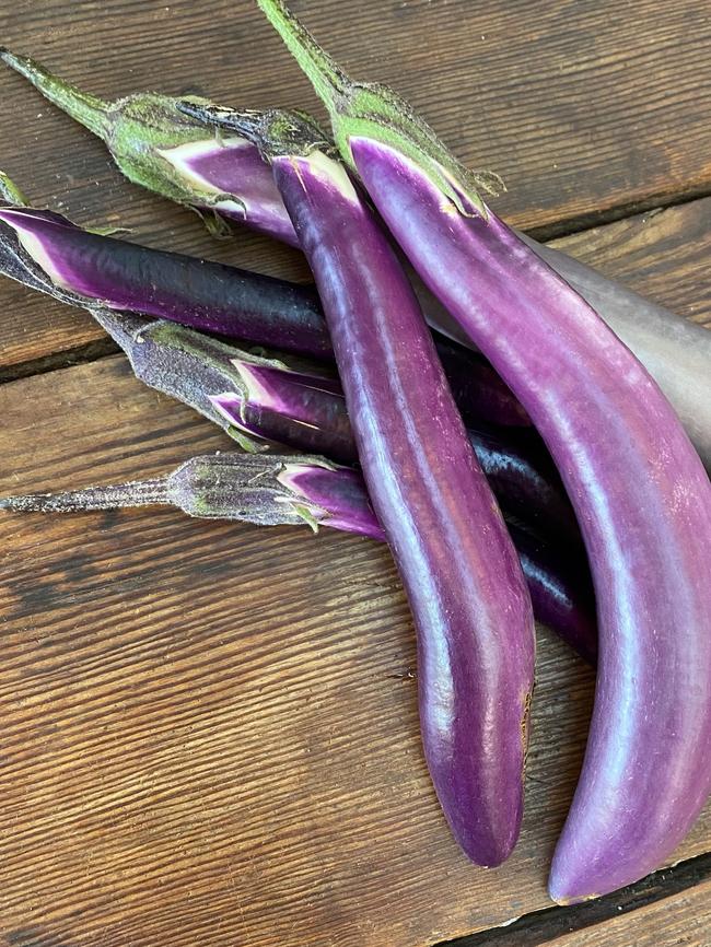 Ping Tung Long eggplants.