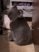 Koala in a bedroom in Adelaide. Picture: Francielle Dias Rufino