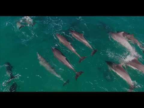 FILM:    Drone Footage Shows Dolphins Frolicking Off Sydney's Northern Beaches   March 2016