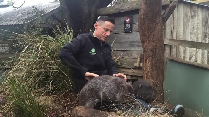 Tourism Tasmania's Chief Wombat Cuddler