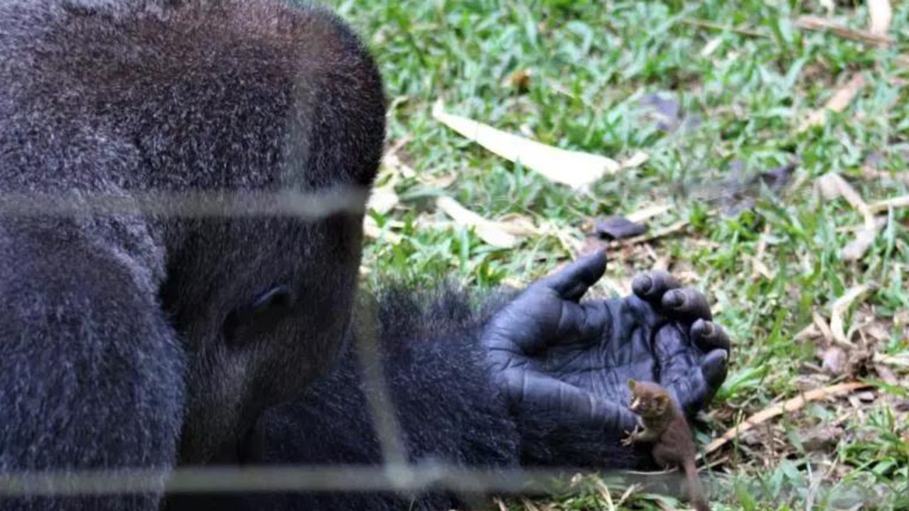 Bobo and the bush baby prove size doesn't matter when it comes to friendship. Picture: supplied