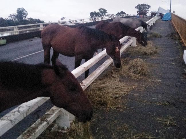Natalie Skillings-Smith from Woodburn shared this image of her horses that survived the floods on Woodburn Bridge.