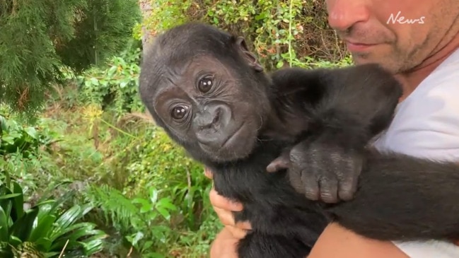 Baby Gorilla Kaius