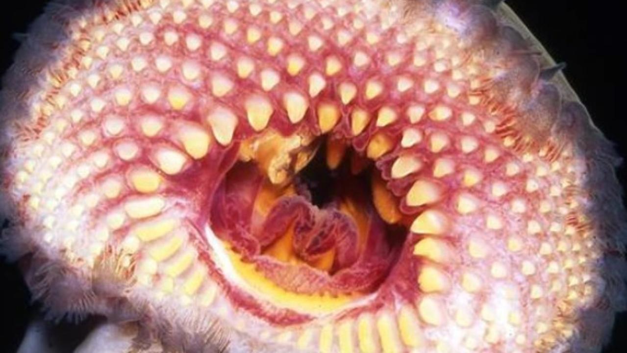 Lamprey fish