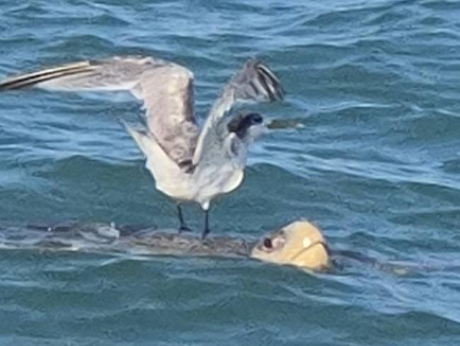 Surfing bird. Picture: Faith Holburn