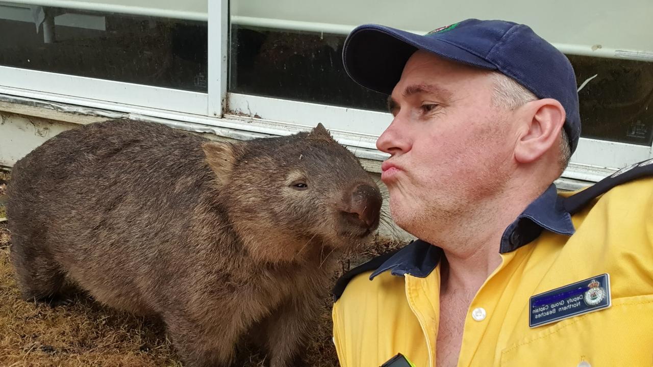 This rescued wombat wanted to thank the Ingleside RFS firefighters for their efforts on the NSW south coast with a bit more than a hug on Sunday. Picture: Ingleside RFS Facebook