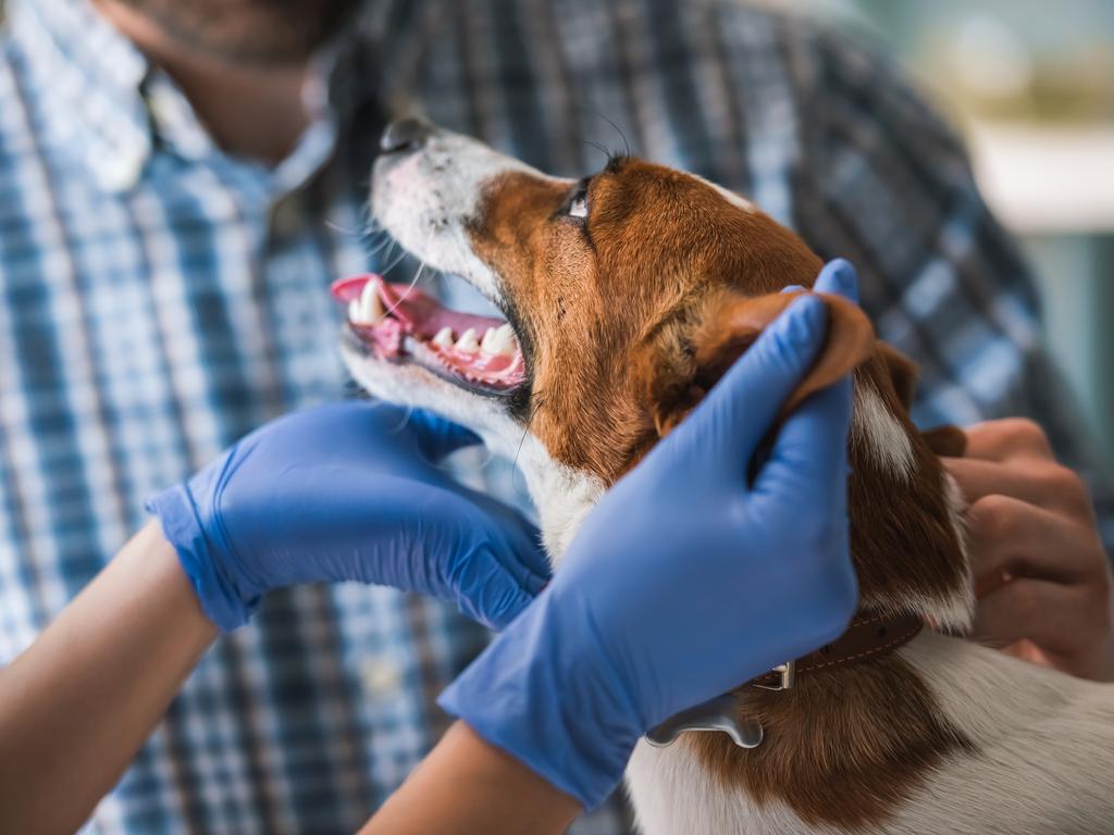 Sydney vet Sam Kovac said he has been fielding requests from concerned pet owners over whether to euthanise pets amid fears they may spread coronavirus. Picture: iStock