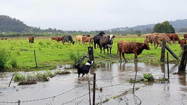 FLOOD MITIGATION: At a briefing to Lismore's councillors on the flood works, it was revealed the flood mitigation will divert water via be a wide, shallow plain, rather than a channel and cows will be back in the paddocks once it is complete. Picture: Roslyn Hopkins