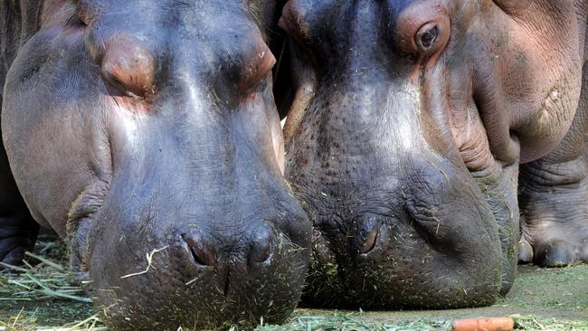 Hippopotamuses Susie and Brutus eat in their enclosure in 2013. Picture: Tricia Watkinson.