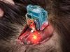 Musk’s creepy brain chip gets green light
