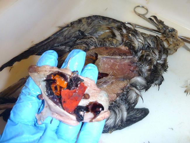 The plastics removed from one bird’s stomach by researchers.