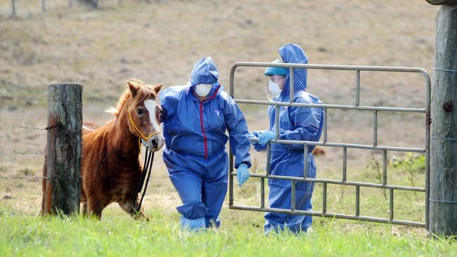 Biosecurity staff move a horse to a quarantine paddock after testing it for Hendra virus in July 2011. Picture: Alistair Brightman