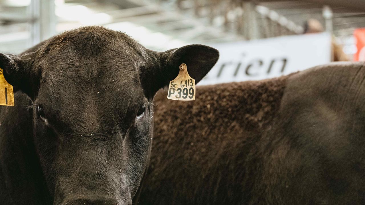 All 31 bulls at the Banquet Bulls spring sale sold. <a href="https://www.weeklytimesnow.com.au/agribusiness/cattle/banquet-spring-bull-sale-2020-recordbreaking-averages-for-stud/news-story/44fac423c4d641955b6beed91611264e" target="_blank">Click here for the full report</a>. Picture: Chloe Smith