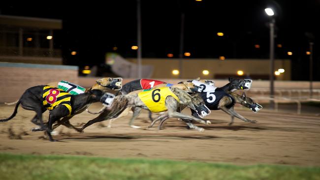 Almost 3300 greyhounds were hurt while racing in the past 12 months.