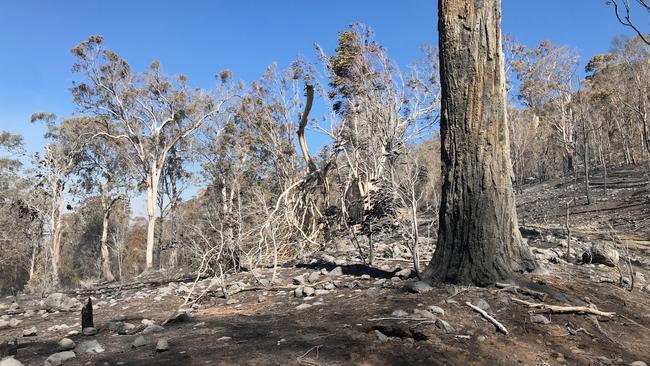 Acres of devastation. Picture: Kirstin Payne