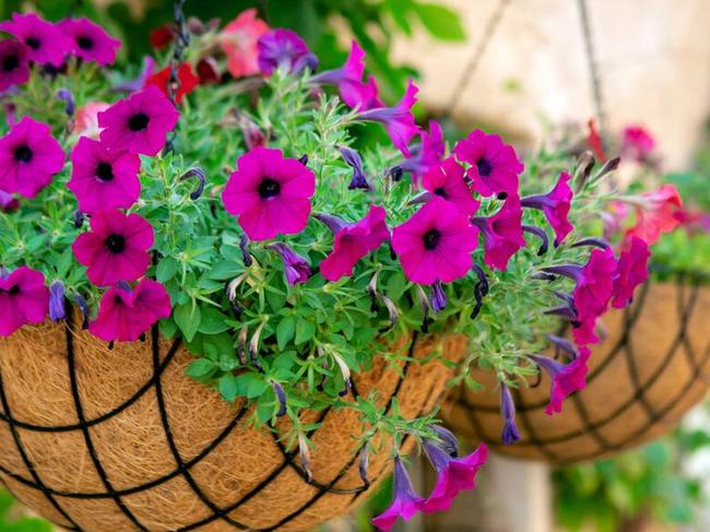 2JHJTD0 2JHJTD0 Beautiful petunia flowers in the hanging pots on the Tel Aviv street