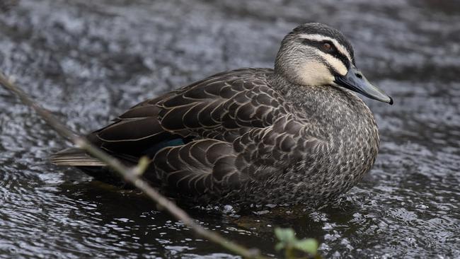 A Pacific black duck. Picture: Eric J Woehler.