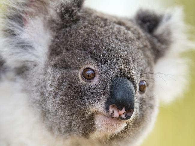 Koala, Land and Wildlife Support (KLAWS) volunteer and vet nurse Kiara Hill gives cuddles to Natalie the rescue koala, Thursday, December 10, 2020. Picture: Kevin Farmer