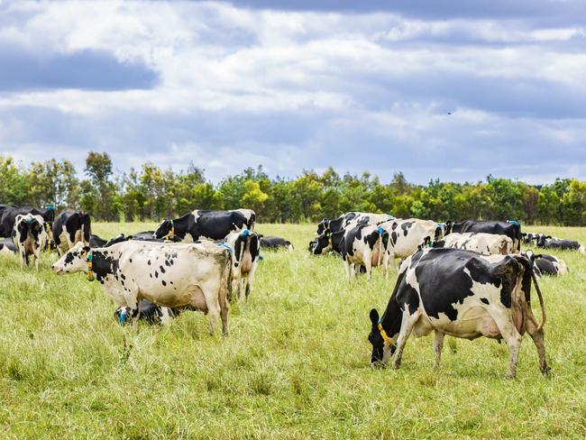 DAIRY: Renee Mugavin dairy workerRenee Mugavin dairy worker who won a grand prize of a trip to the Netherlands at the Young Farmers Ball.PICTURED: Stock Photo. Dairy farm. Dairy cows. Holstein cows. Generic Farm.Picture: Zoe Phillips