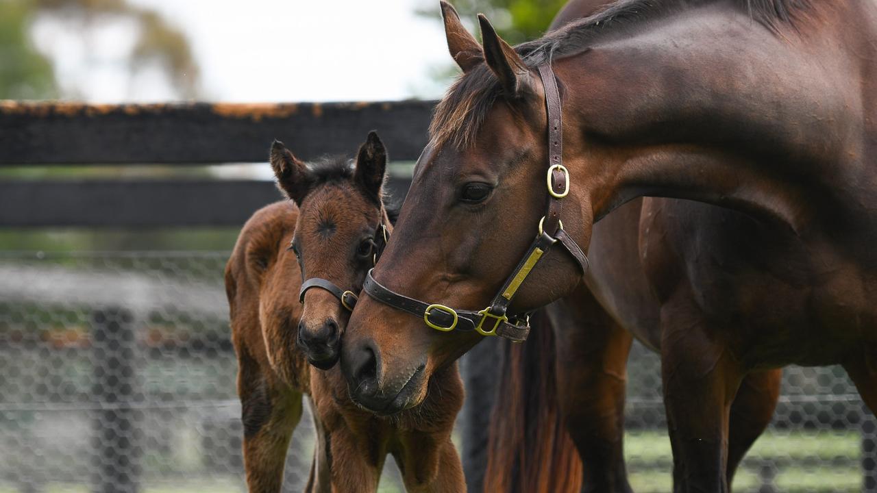 Winx horse hot sale caps