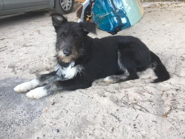 Irish wolfhound Bucket was euthanised after being allegedly shot with an arrow at a South Golden Beach property. Bucket was described on social media as "a gentle soul who lived life to the fullest".