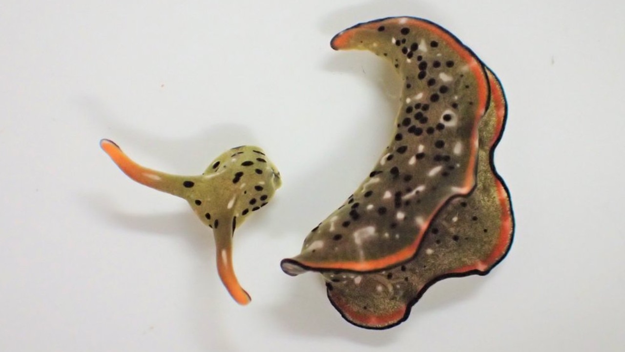 This undated photo provided by Sayaka Mitoh shows a Elysia cf. marginata sea slug after autotomy. According to a study released in the journal Current Biology on Monday, March 8, 2021, scientists have discovered that some Japanese sea slugs can grow whole new bodies if their heads are cut off, taking regeneration to the most extreme levels ever seen. (Sayaka Mitoh via AP)