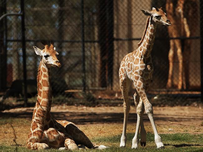 Popular giraffes Nkosi and Ajali shortly after their births at Taronga Western Plains Zoo in 2014. Picture: Toby Zerna