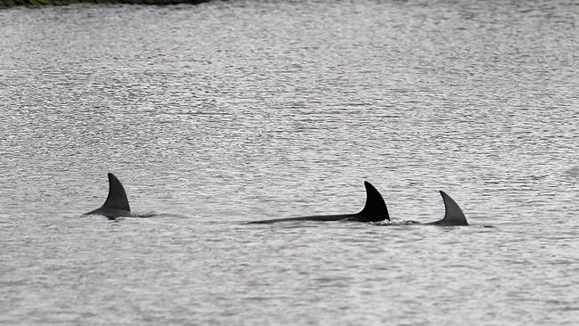 Experts from the Dolphin Research Institute were concerned about the health of dolphins in the Yarra after it was found toxic chemicals had washed through Stony Creek and into the Yarra River after the West Footscray fire.