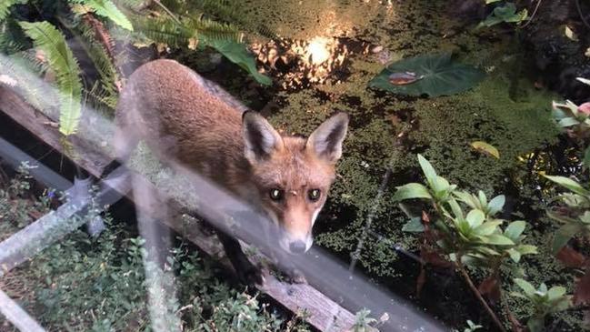 Warwick Halford took this photo outside his window in Surrey Hills.