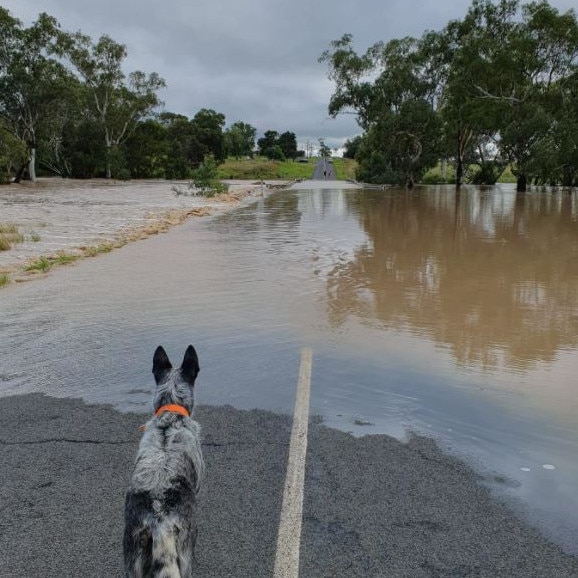 Oakey Creek in flood on Monday morning. Picture: Amy Loughnan