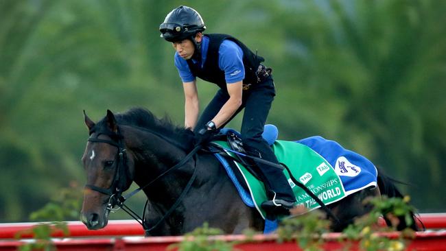 To The World has reportedly settled in well at Canterbury. Picture: Gregg Porteous