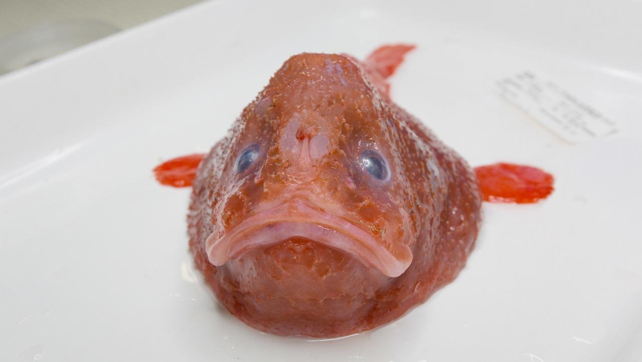 Red coffinfish. Picture: Rob Zugaro