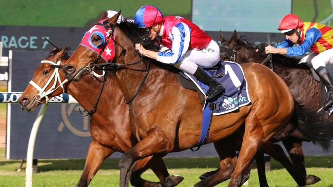 Racing Bull looks a good each-way chance at Rosehill on Saturday. Picture: Grant Guy